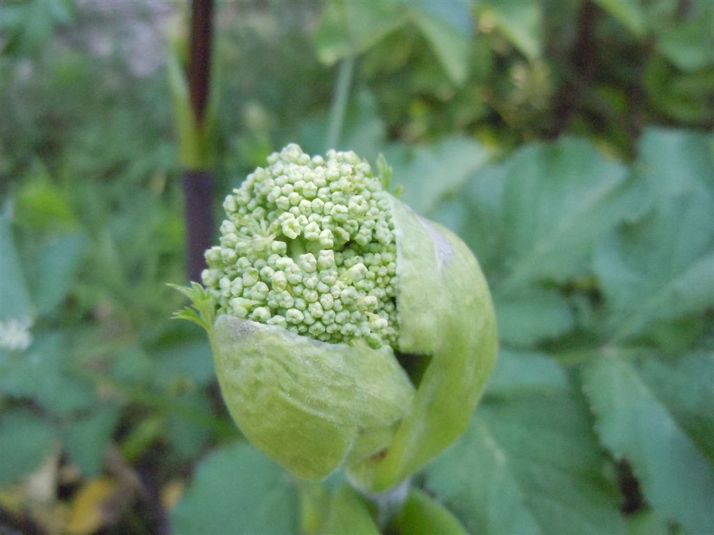Grande Apiacea - cfr. Angelica sylvestris